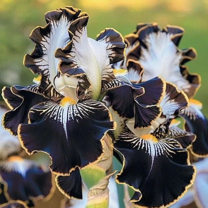 Blue Lace-Rare Iris Bulbs⚜️