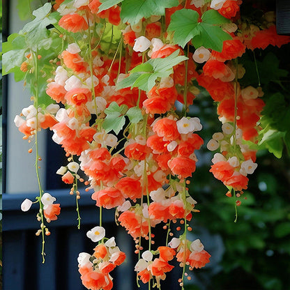 Weeping Begonia – A Cascading Floral Beauty 🌸✨