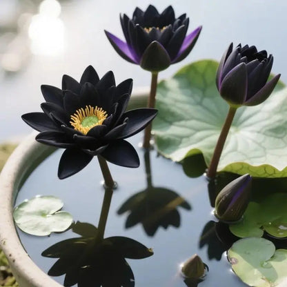 💖💖 The Premium Bonsai Lotus Flower Seeds - Non-GMO Heirloom Water Garden Plant
