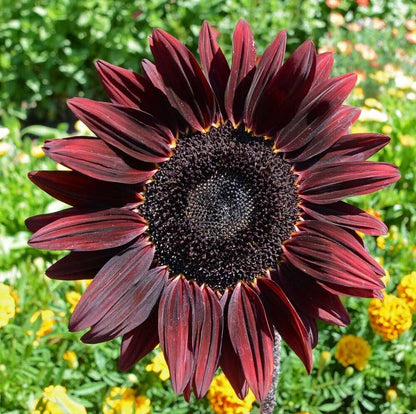 15 Species Heirloom Non-GMO Sunflower Mix Seeds