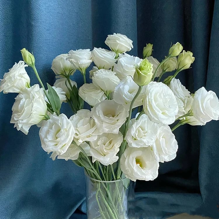 Eustoma Thornless Rose - Lisanthus Seeds