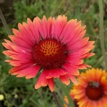 Extreme Cold Hardy Perennial Flower Seeds Mix