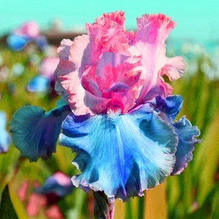 Sapphire Veil-Rare Iris Bulbs⚜️
