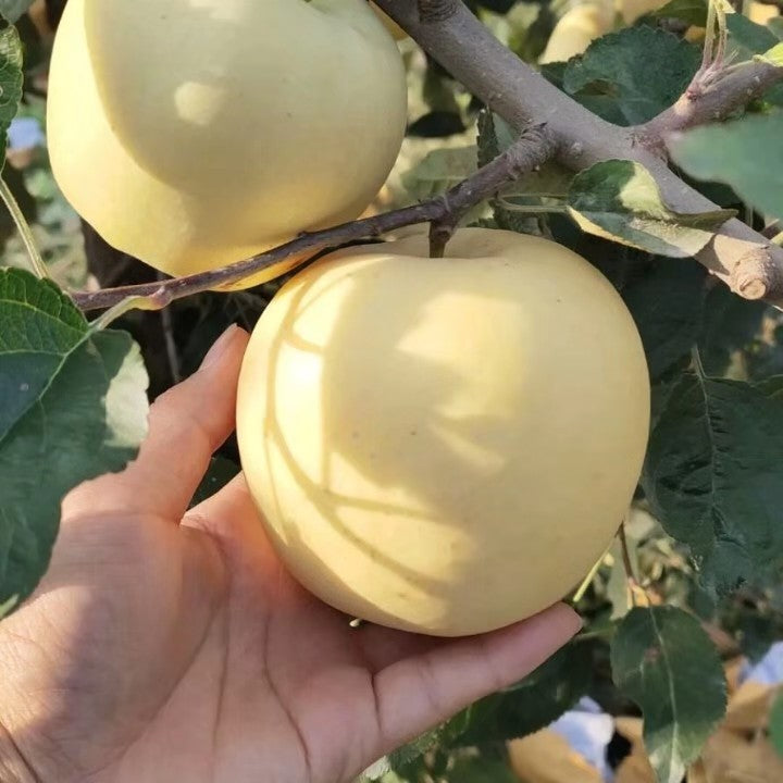 Golden Apple Seeds