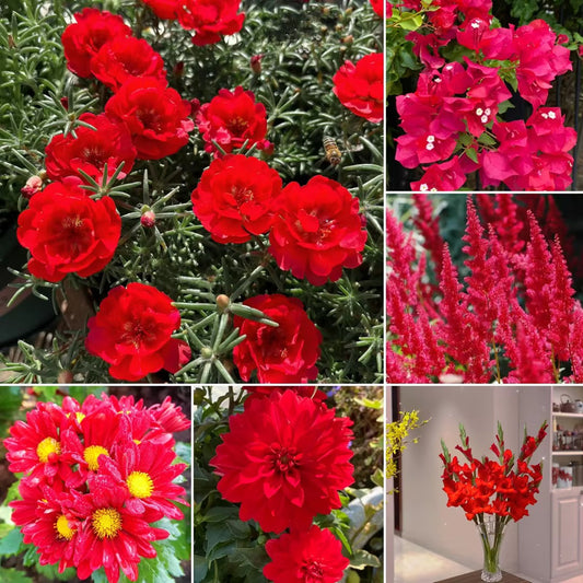 Red Head - Exclusive Red Wildflower Seed Mix