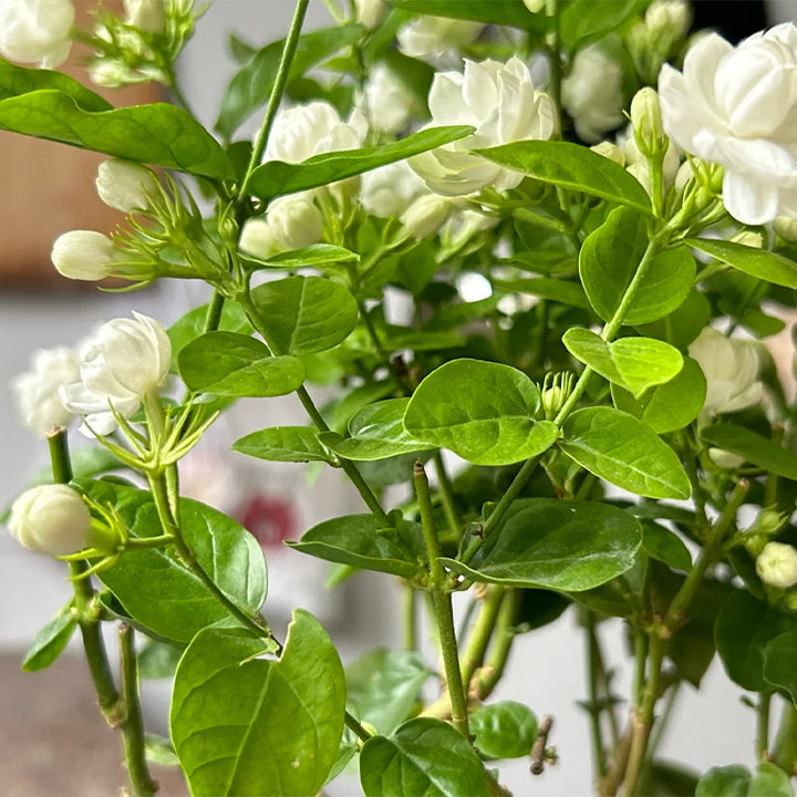 Rare Double Jasmine Seeds – Stunning Fragrant White Blooms