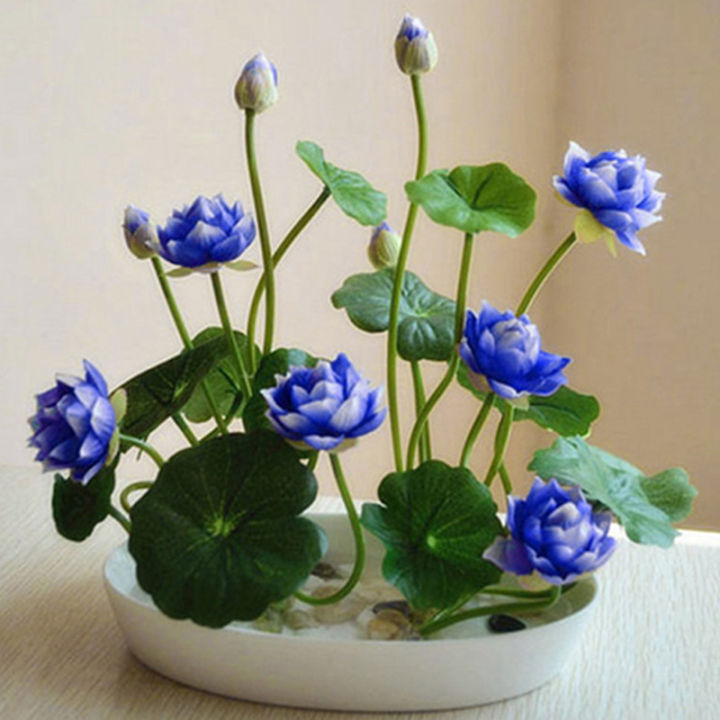💖💖 The Premium Bonsai Lotus Flower Seeds - Non-GMO Heirloom Water Garden Plant