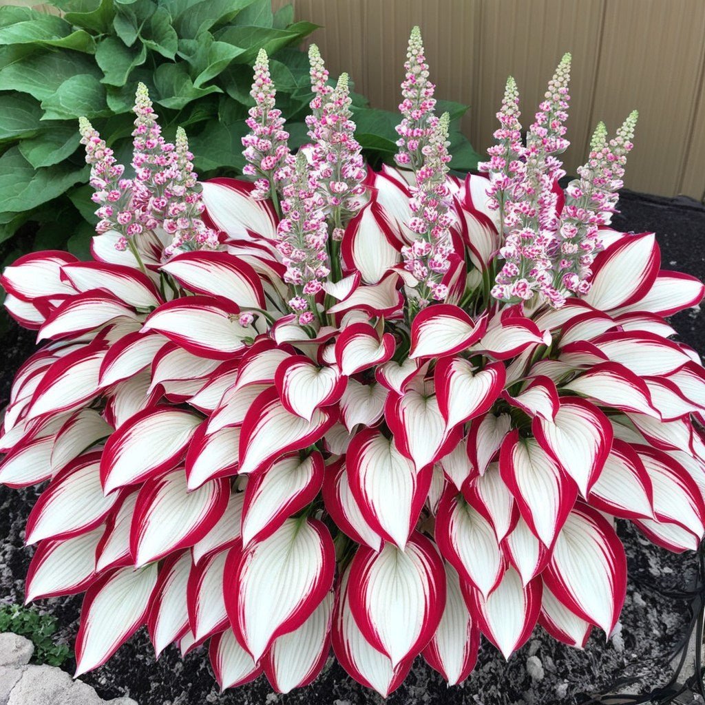 🌿 Midnight Blue Hosta Bulbs – Rare Deep-Toned Foliage for Shady Garden Spaces