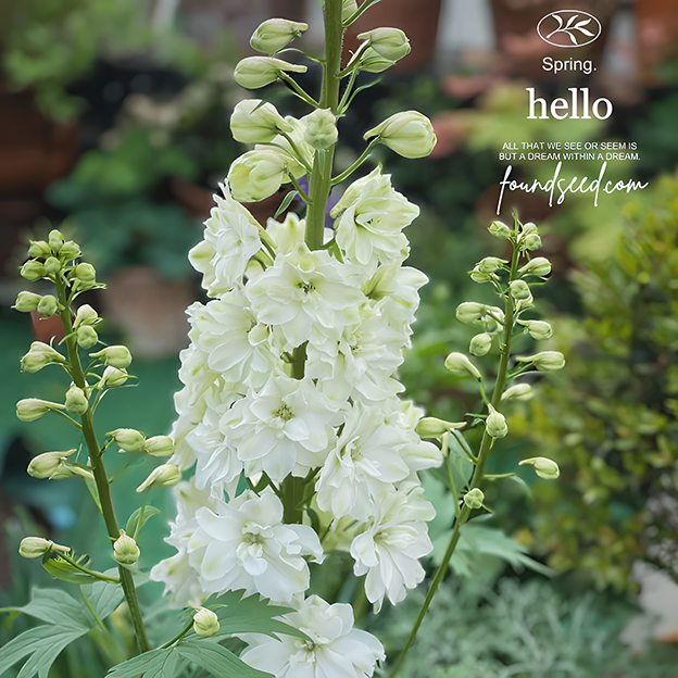 🌼✨Big Flower Delphinium Seeds