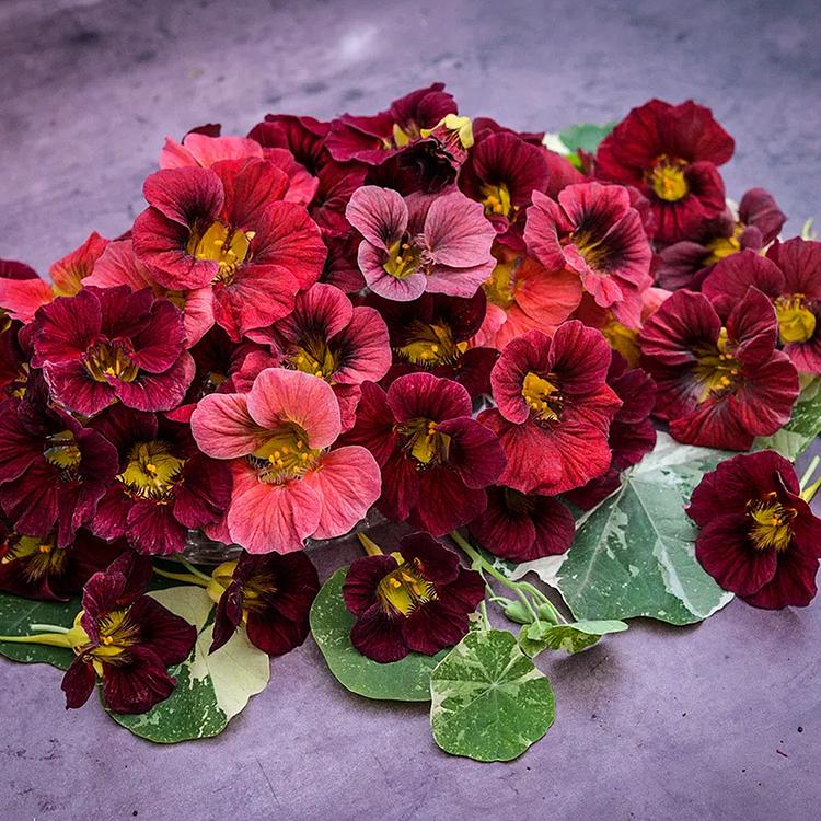 Nasturtium Seeds– Decor Flower for Salads & Garden Color🌼