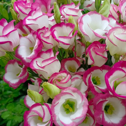 🔥Best-Selling Premium Lisianthus Seeds — Grow Elegant Blooms That Last Longer