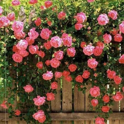 Climbing Rose Seeds🌹