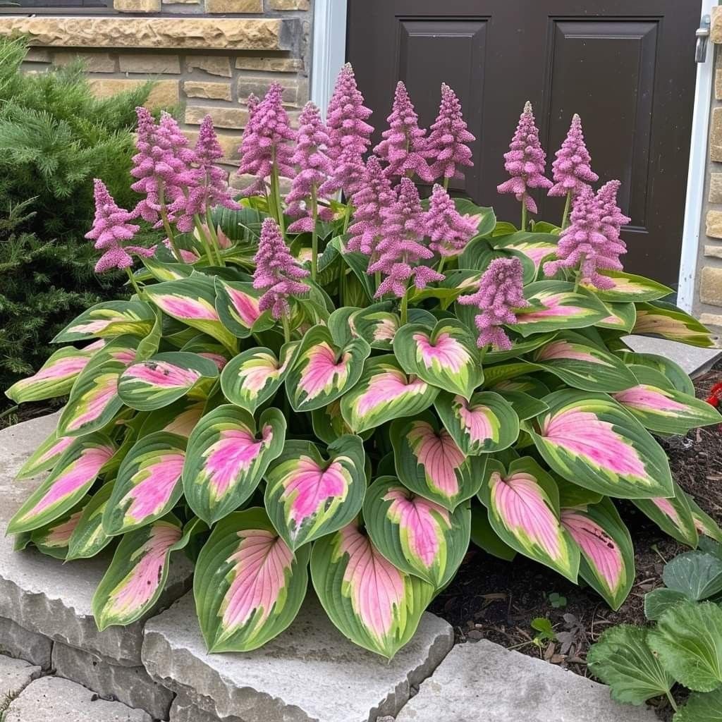 🌿 Midnight Blue Hosta Bulbs – Rare Deep-Toned Foliage for Shady Garden Spaces