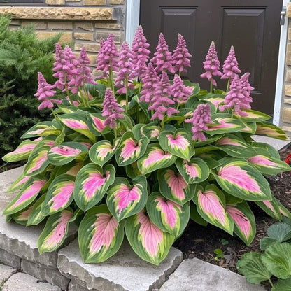 🌿 Midnight Blue Hosta Bulbs – Rare Deep-Toned Foliage for Shady Garden Spaces