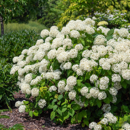 Premium Hydrangea Seeds – Grow Stunning Color-Changing Bloom Garden