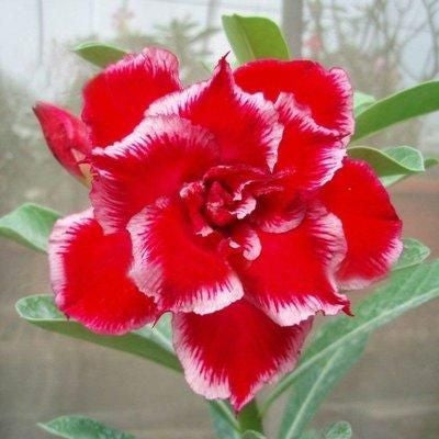 Desert Rose🌹- Multiple Varieties🌈 Heat-Resistant✨
