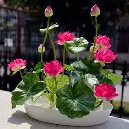 💖💖 The Premium Bonsai Lotus Flower Seeds - Non-GMO Heirloom Water Garden Plant