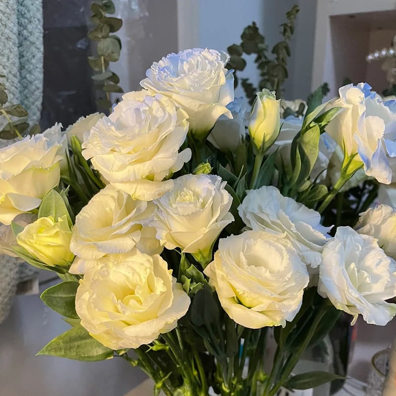 Eustoma Thornless Rose - Lisanthus Seeds