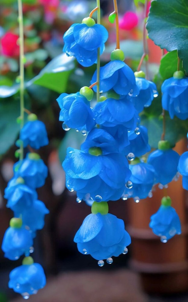 Weeping Begonia – A Cascading Floral Beauty 🌸✨