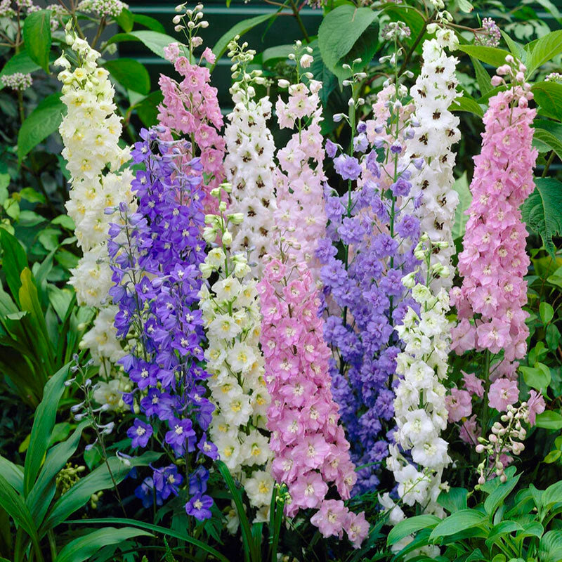 🌼✨Big Flower Delphinium Seeds