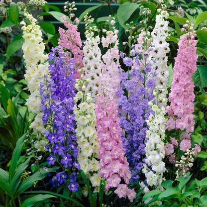 🌼✨Big Flower Delphinium Seeds