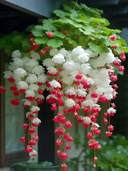 Weeping Begonia Seeds - Malus Halliana