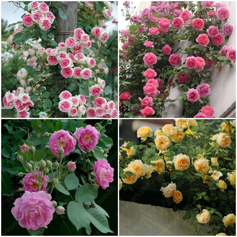 Mix Climbing Rose Seeds for Planting