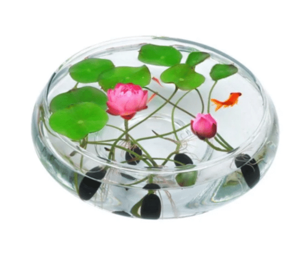 💖💖 The Premium Bonsai Lotus Flower Seeds - Non-GMO Heirloom Water Garden Plant