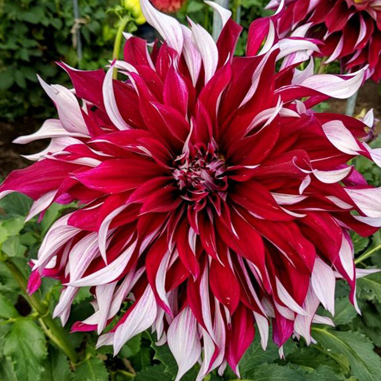Dahlia Double Mix Garden Rare Flower Multi-colors