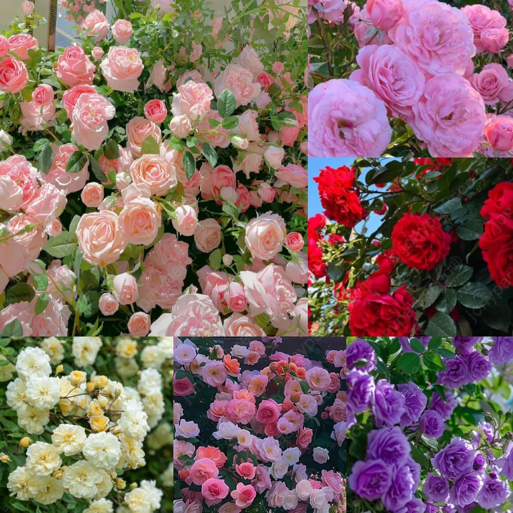 Mix Climbing Rose Seeds for Planting