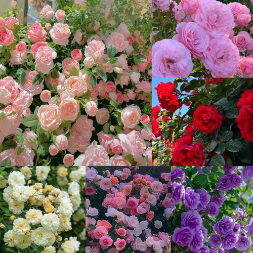 Mix Climbing Rose Seeds for Planting