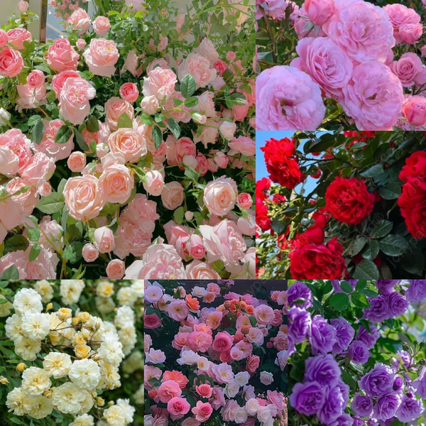 Mix Climbing Rose Seeds for Planting