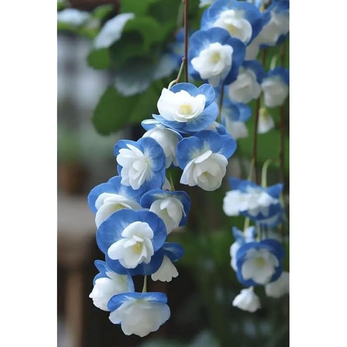 Weeping Begonia Seeds - Malus Halliana