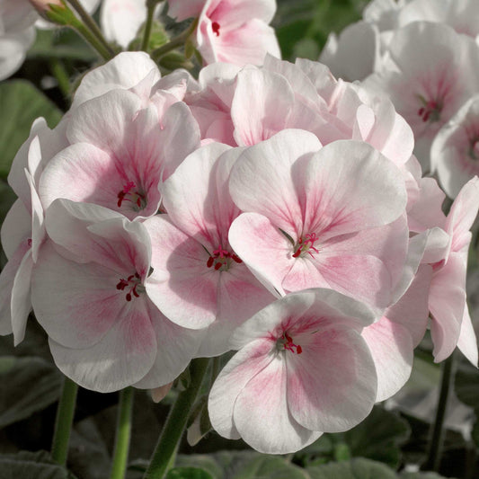 Geranium Maverick MIX