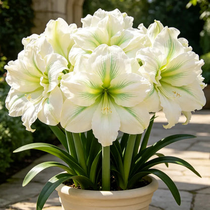 ✨ Rare Giant Double Amaryllis Bulbs — Luxurious Fragrant Blooms