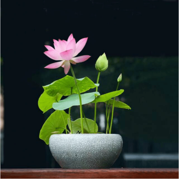 💖💖 The Premium Bonsai Lotus Flower Seeds - Non-GMO Heirloom Water Garden Plant
