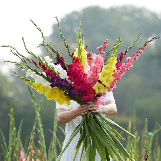 Gladiolus Flower Bulbs - Mixed