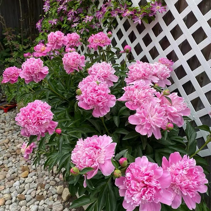 Peony Seeds Mix Colors