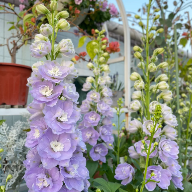 🌼✨Big Flower Delphinium Seeds