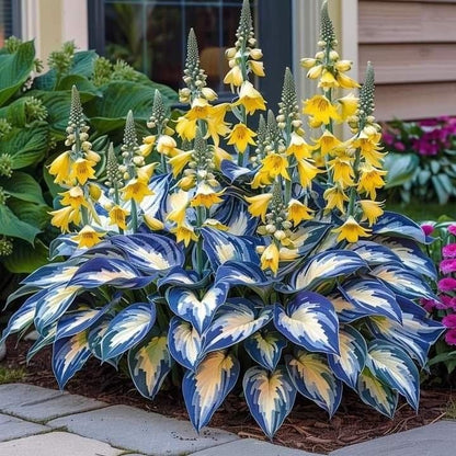 🌿 Midnight Blue Hosta Bulbs – Rare Deep-Toned Foliage for Shady Garden Spaces