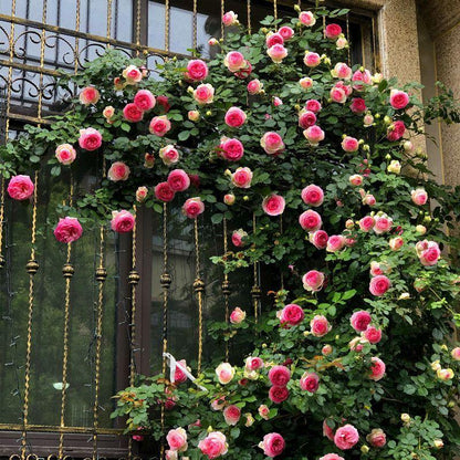 Climbing Rose Seeds🌹