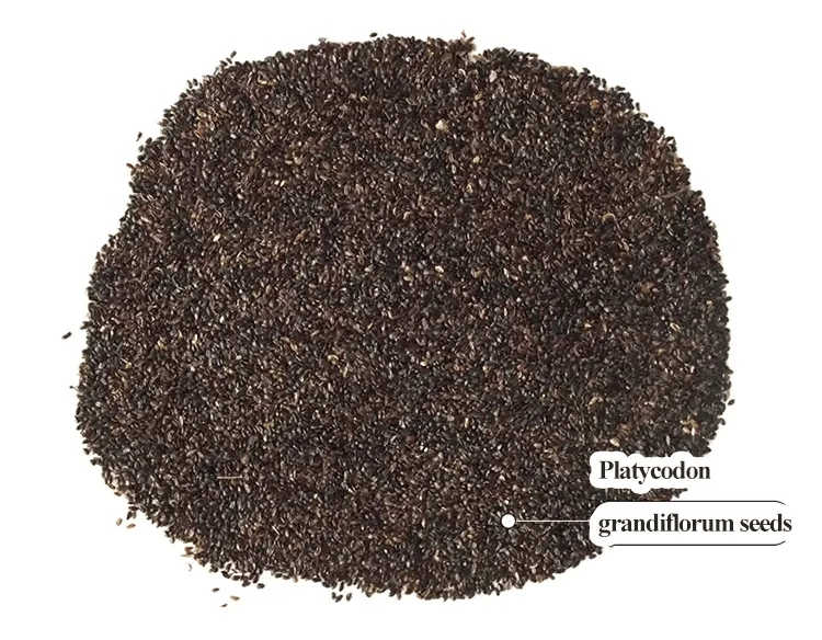 Eustoma Thornless Rose - Lisanthus Seeds