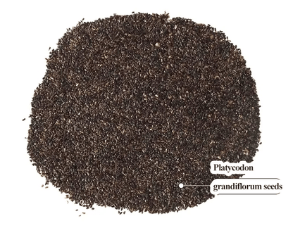 Eustoma Thornless Rose - Lisanthus Seeds