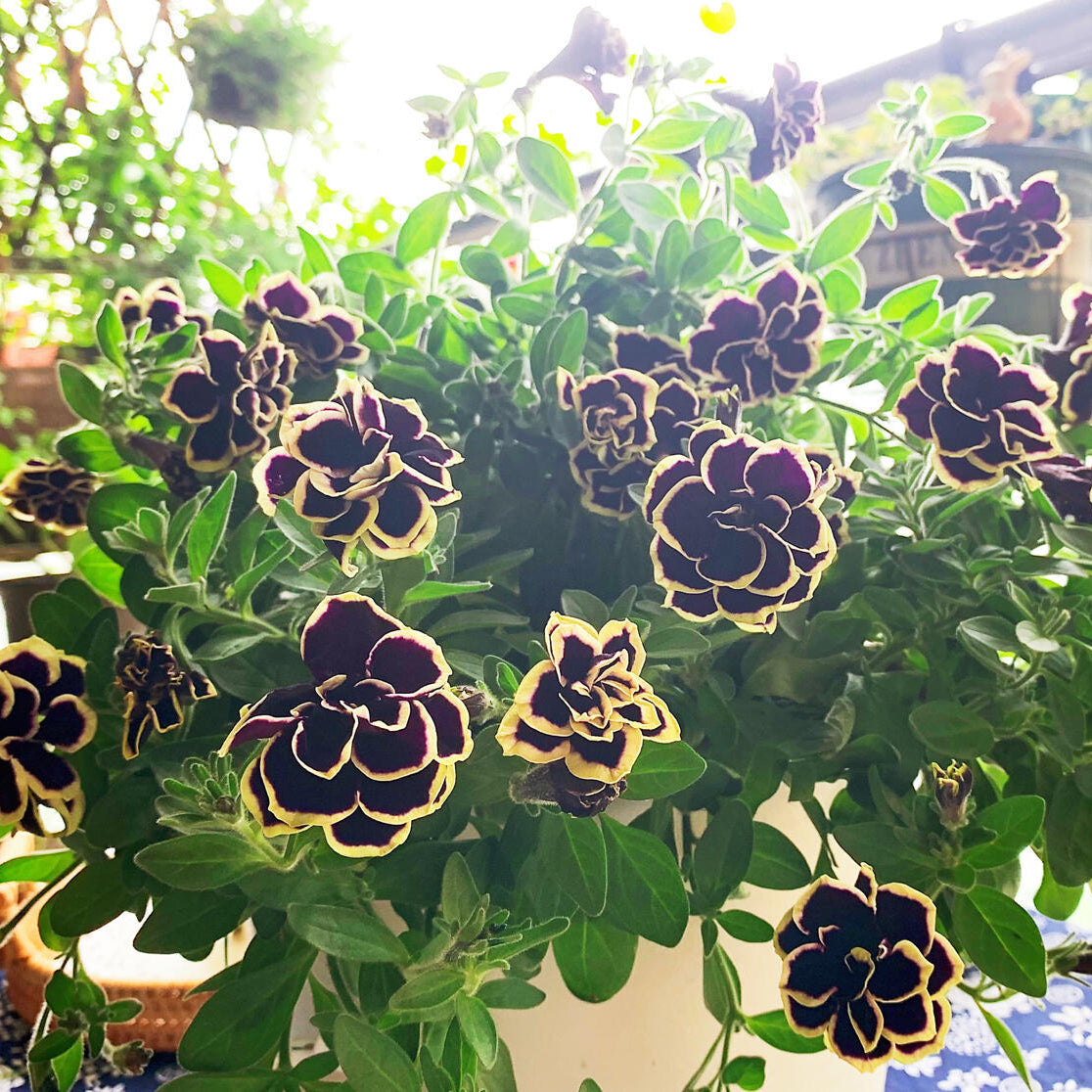 Rare Double Petunia "Galaxy Dreams" Mixed Seeds