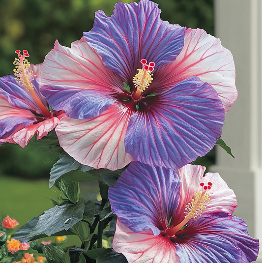 Rare Multicolor Hibiscus Seeds - No two blooms are the same