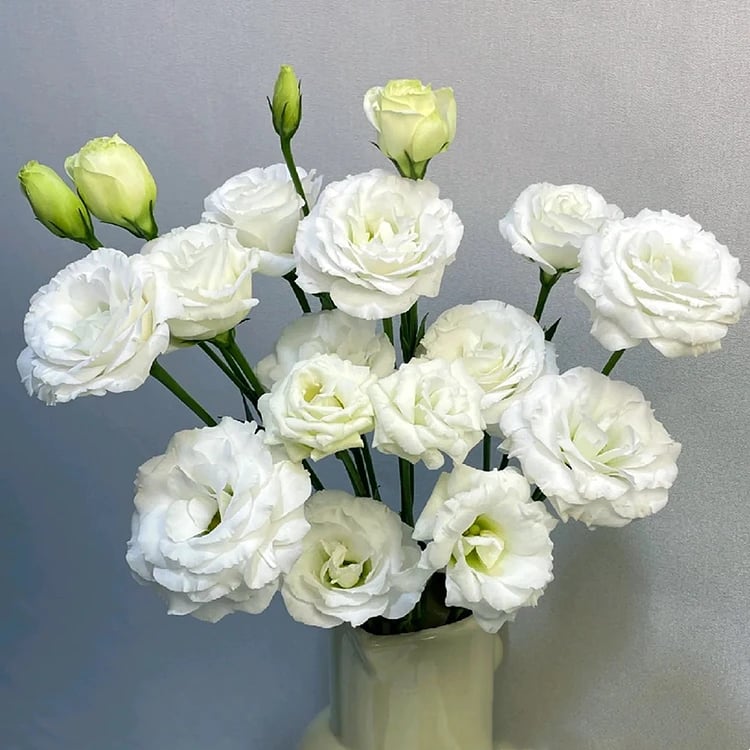 Eustoma Thornless Rose - Lisanthus Seeds