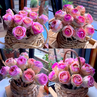 Rare Living Rock Rose Seeds – Grow Stunning “Mountain Rose”