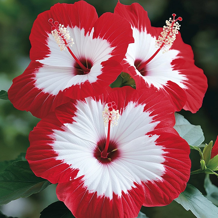 Rare Multicolor Hibiscus Seeds - No two blooms are the same
