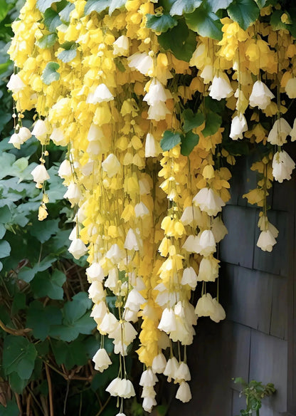 Weeping Begonia Seeds - Malus Halliana