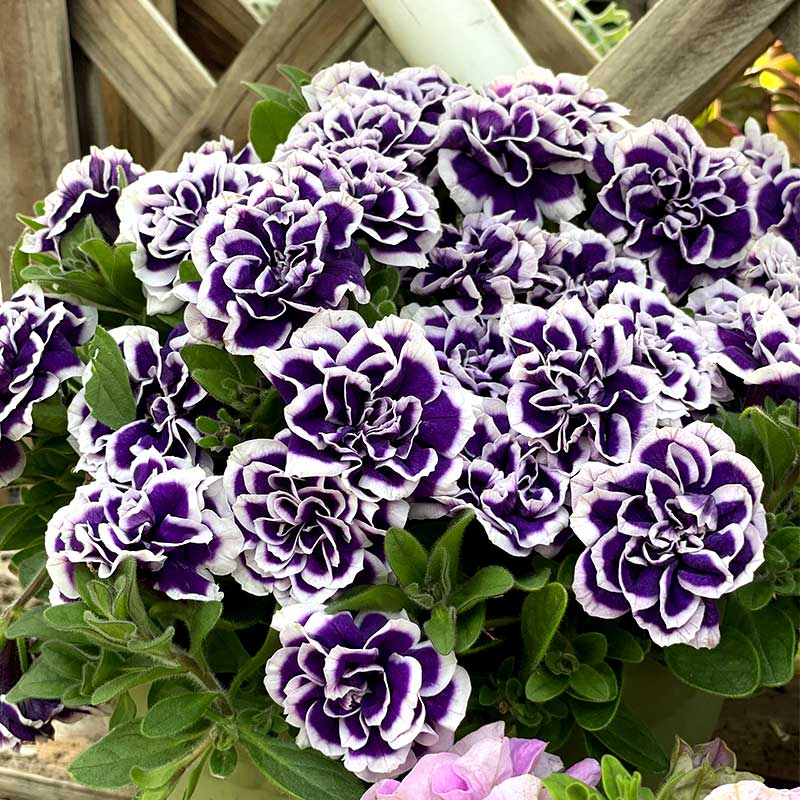 Rare Double Petunia "Galaxy Dreams" Mixed Seeds
